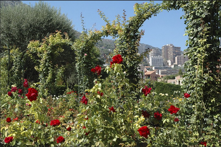 The garden with roses of Princess Grace in Monaco - Princess Grace Rose Garden de Monaco.